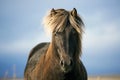 Horse portrait Royalty Free Stock Photo