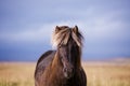 Horse portrait Royalty Free Stock Photo
