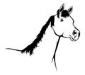 Outline Horse head drawing ~ Royalty Free Stock Photo