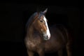 Horse portrait on black Royalty Free Stock Photo