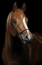 Horse portrait isolated on black background Royalty Free Stock Photo