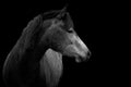 Horse portrait isolated on black background. Royalty Free Stock Photo