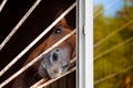 Horse portrait looking out the window Royalty Free Stock Photo