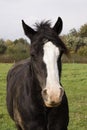 Horse portrait on a meadow in Germany