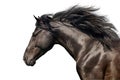 Horse portrait in motion Royalty Free Stock Photo