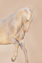 Horse portrait in motion Royalty Free Stock Photo