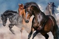 Horse portrait in motion Royalty Free Stock Photo