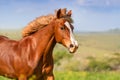 Horse portrait in motion Royalty Free Stock Photo