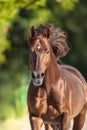 Horse portrait in motion Royalty Free Stock Photo