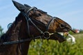 Horse portrait in nature Royalty Free Stock Photo