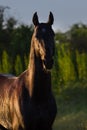 Horse portrait outdoor Royalty Free Stock Photo