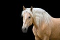 Horse portrait Royalty Free Stock Photo