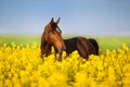 Horse portrait on rape