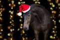 Horse portrait in santa red hat Royalty Free Stock Photo