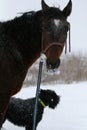 Horse portrait during a snowfall with a dog in the field