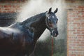 Horse portrait in spray of water. Royalty Free Stock Photo