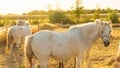 Horse portrait in the sun at sunset.White horse with white mane portrait.White horse in paddock at sunset.horse walks in Royalty Free Stock Photo