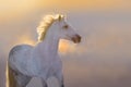 Horse portrait at sunset Royalty Free Stock Photo