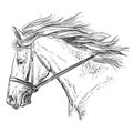 Horse portrait vector 30 Royalty Free Stock Photo