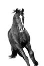 Horse portrait on white Royalty Free Stock Photo