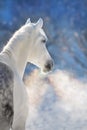 Horse portrait in winter frozen day Royalty Free Stock Photo