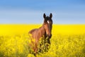 Horse portrait in yellow flowers  and blue sky like flag of Ukraine Royalty Free Stock Photo
