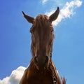 Horse portrait