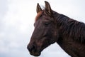 Horse portrait Young mare pony. Scrawny, and dirty with his manes blowing in the wind