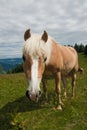 Horse portrait on Zwolferhorn Royalty Free Stock Photo