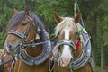 Horse Portraits Royalty Free Stock Photo