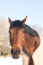 Horse portrate bay color in winter