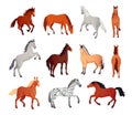 Horse poses. Wild horses walking or gallop running pose, arabian mare farm animal hoof gait trotter run grazing