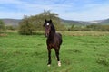 Horse posing in field Royalty Free Stock Photo