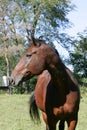 Horse posing for a profile Royalty Free Stock Photo