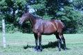 Horse posing for a profile Royalty Free Stock Photo