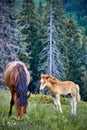 Horse with posterity in the pasture in the summer. Royalty Free Stock Photo