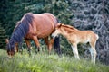 Horse with posterity in the pasture in the summer. Royalty Free Stock Photo