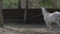 A horse that prances around in a circle on the training ground.