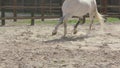 A horse that prances around in a circle on the training ground.