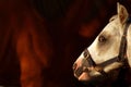 Horse profile Royalty Free Stock Photo