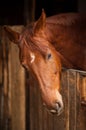 Horse Profile Royalty Free Stock Photo