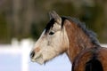 Horse Profile 702762