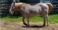 Horse in Profile While Eating Hay Royalty Free Stock Photo