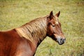 Horse profile head portrait Royalty Free Stock Photo