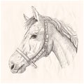 Horse profile portrait, hand drawn sketch Royalty Free Stock Photo
