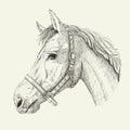 Horse profile sketch portrait, hand drawn ink graphic vector illustratio Royalty Free Stock Photo