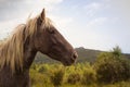 Horse profile with sky in background.