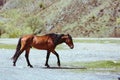 Horse in profile walking in the steppe