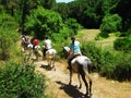 Horse promenade