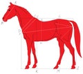 Horse proportions